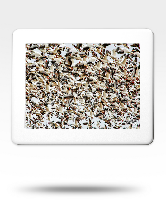 Snow Goose Flock Jigsaw Puzzle with Tin - (1000 Piece)