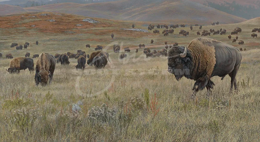 Grassland Tatanka - American Bison